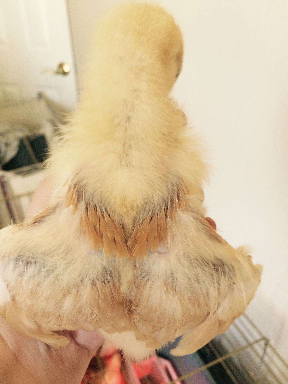 Do You Know What Sex And Type Of Chickens These Are Backyard Chickens Learn How To Raise