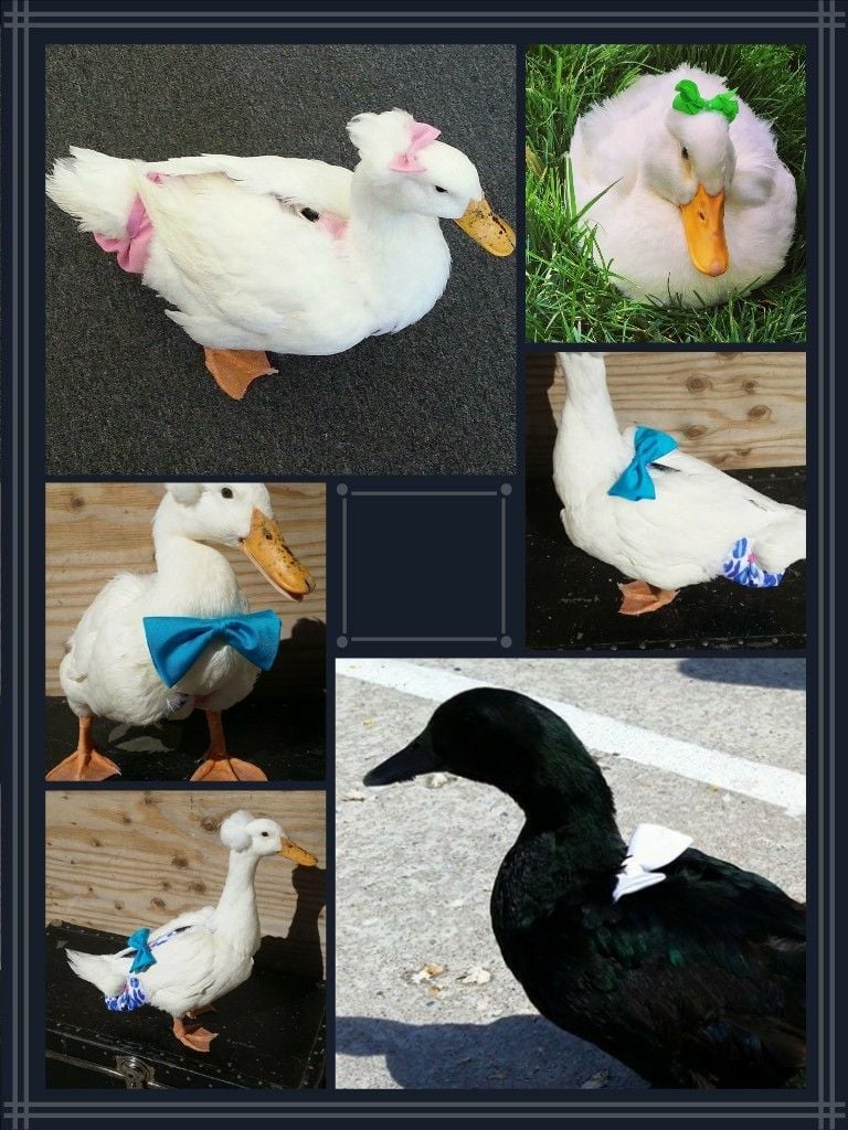 DIAPERS - Goose, Duck, Gosling/Duckling, Chicken, Bantam - DIAPERS $7 - $40