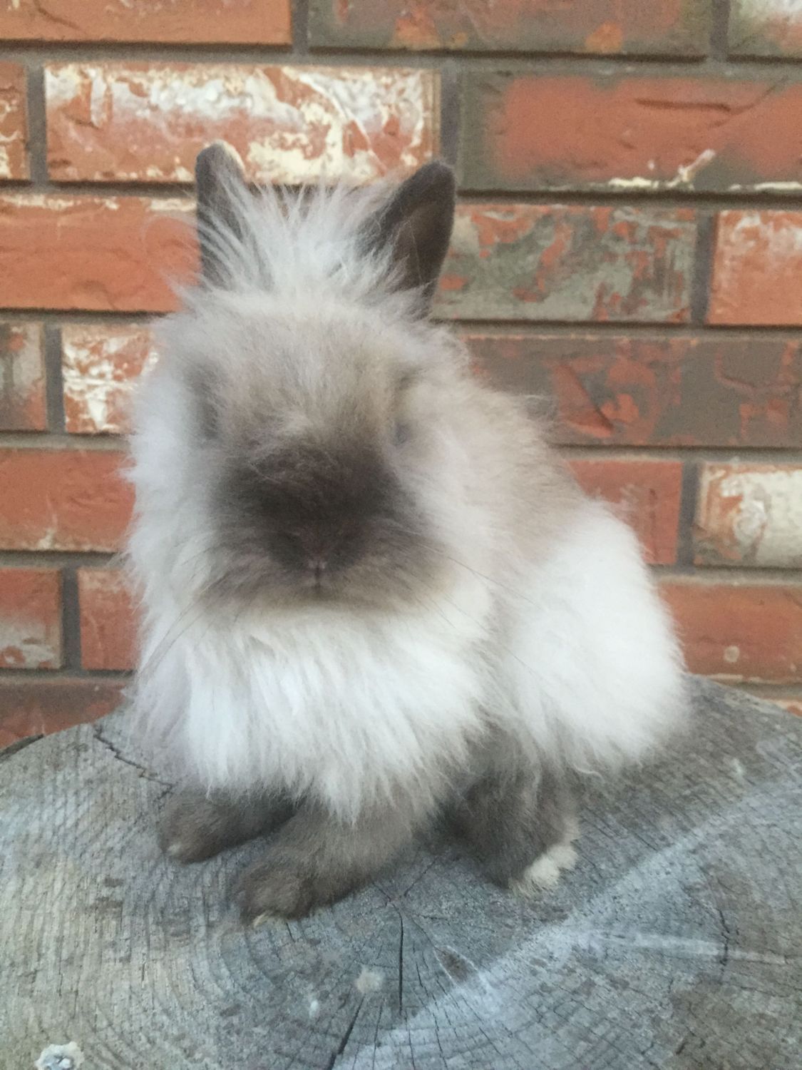 Sable point shop lionhead rabbit