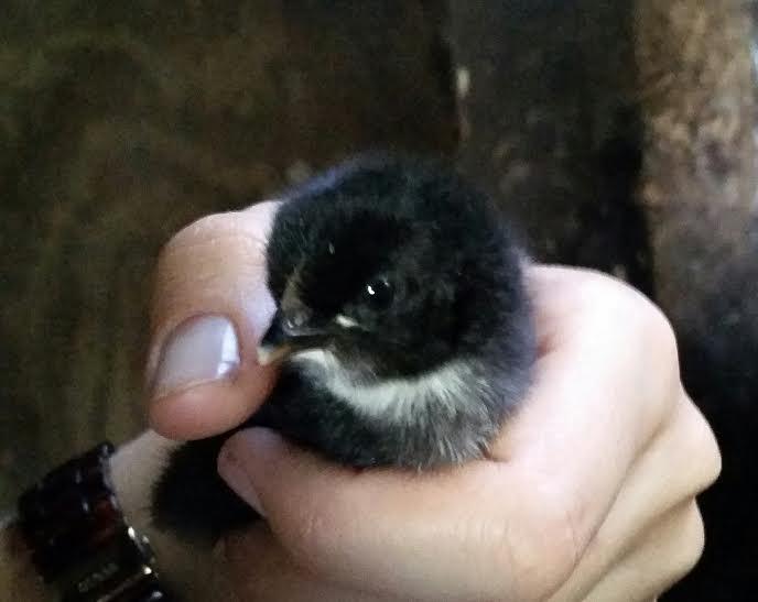Australorp Rhode Island Red Cross Chicks