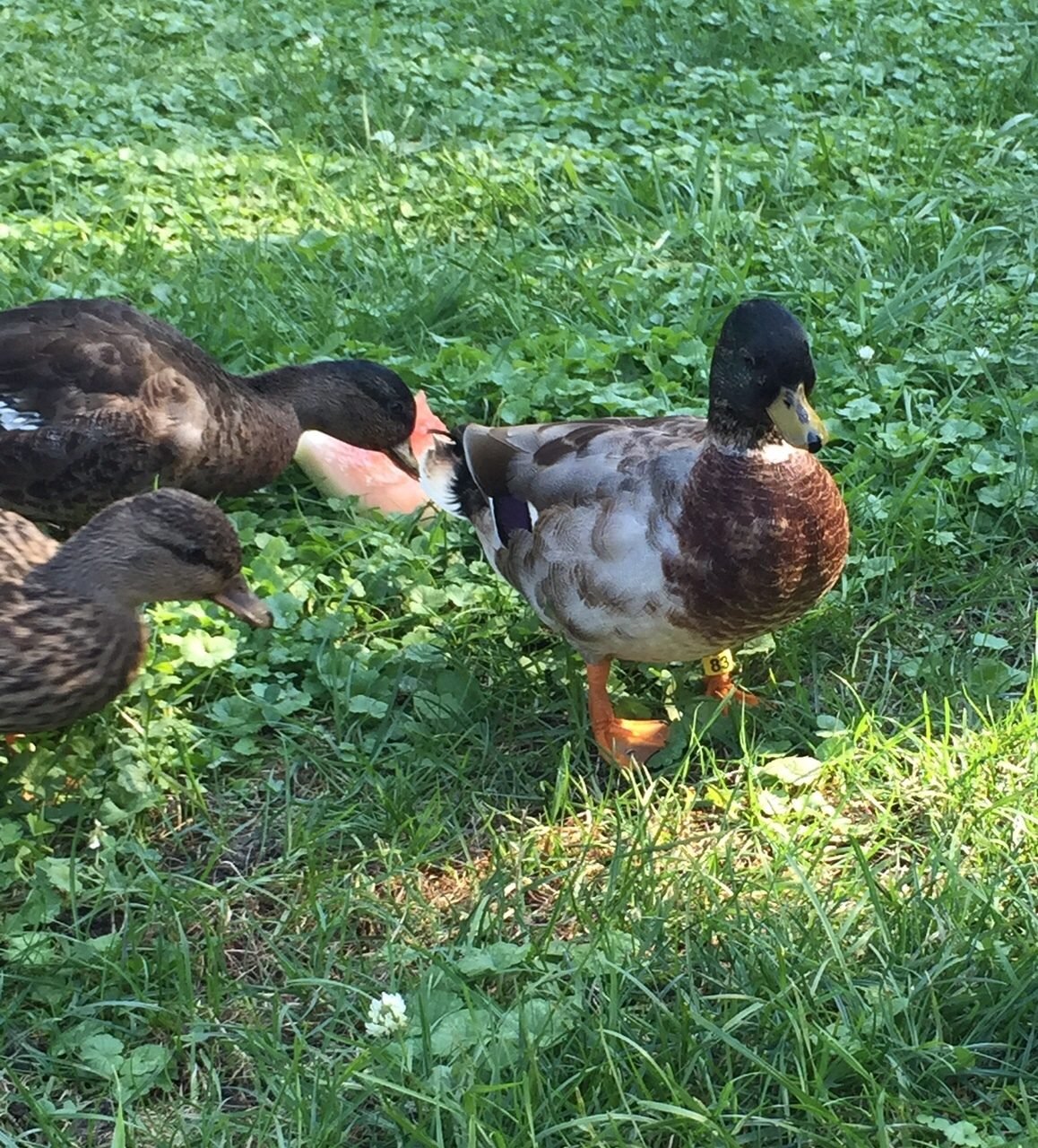 Call Duck