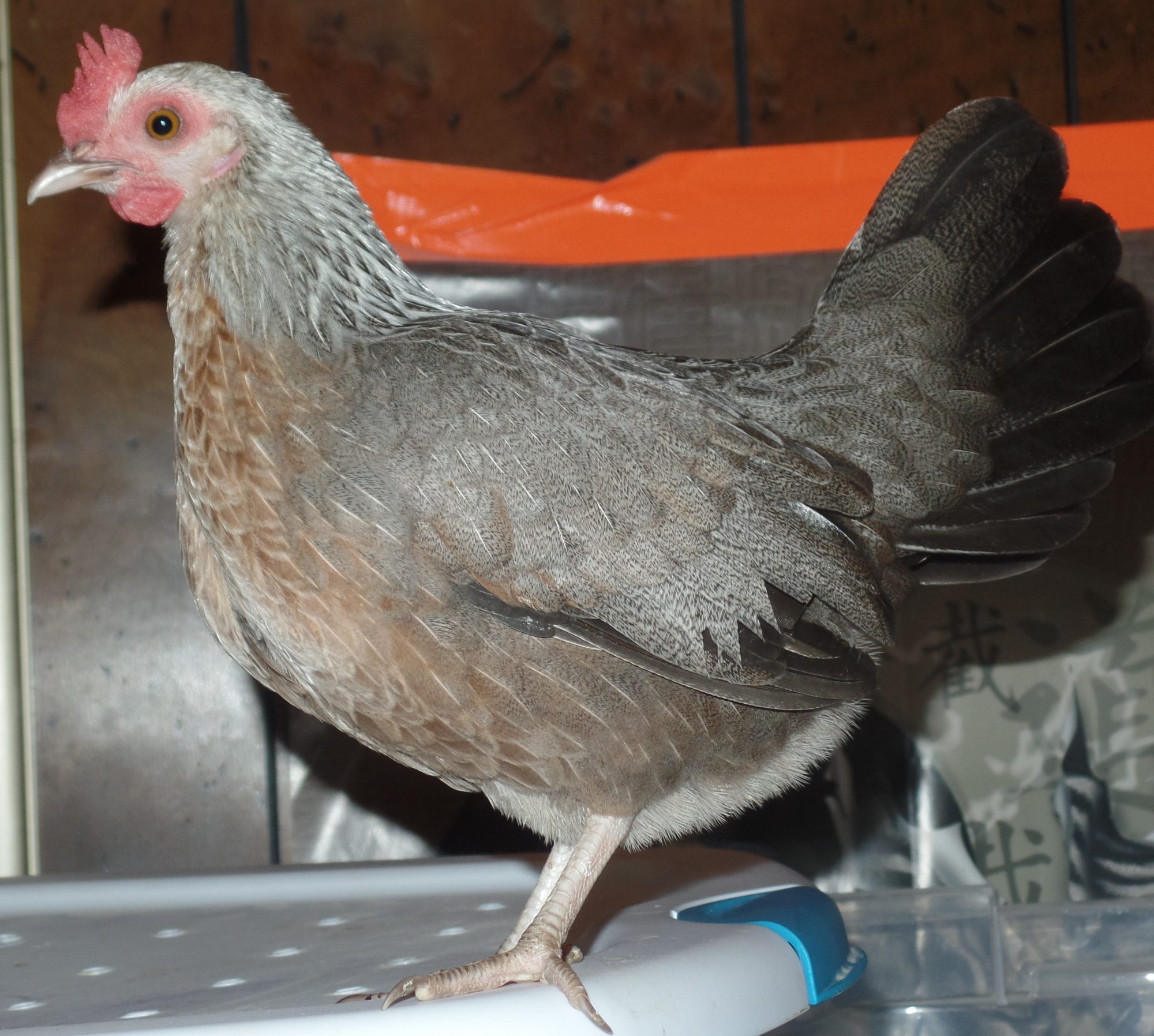 Could she be a Silver Duckwing Old English Game Bantam?