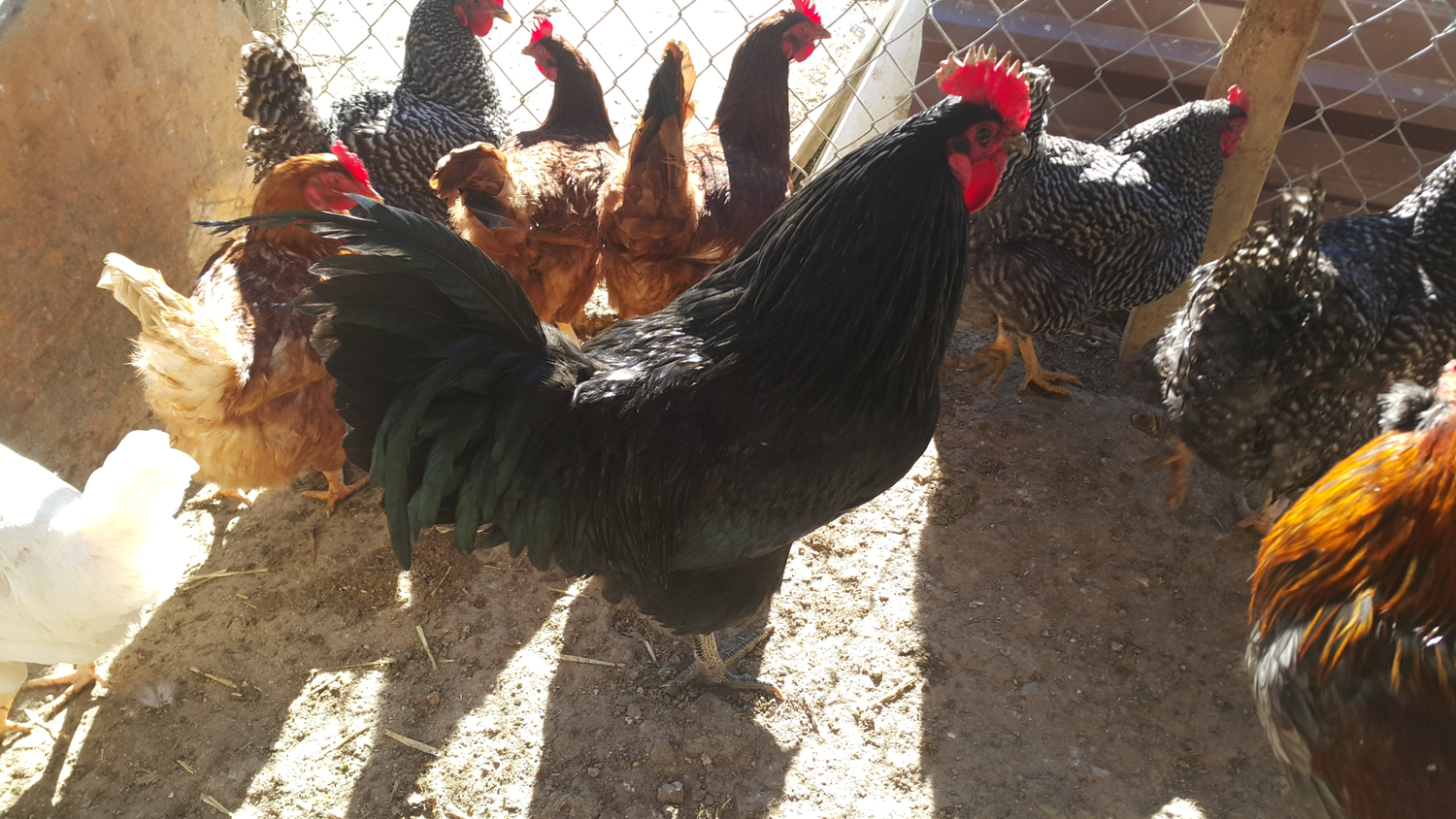 Black Australorp or Black Jersey Giant?