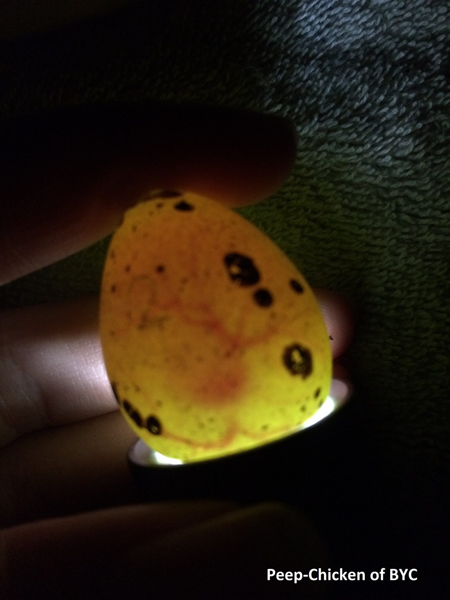 Quail Egg Candling Chart
