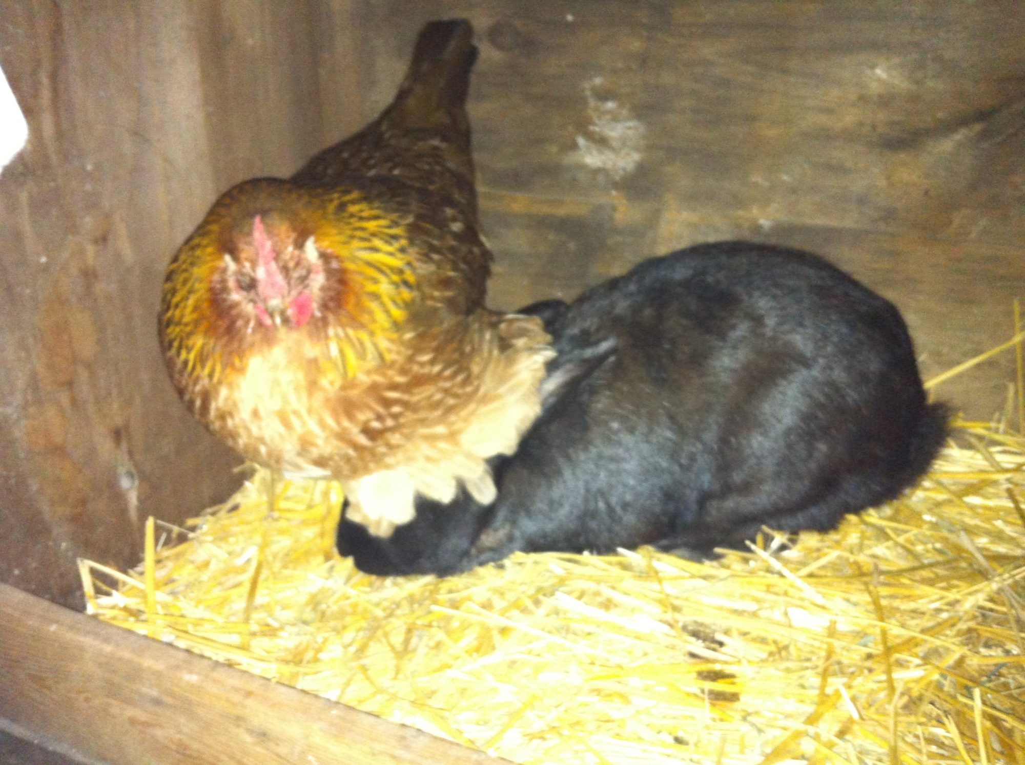 Can chickens and rabbits live together in the same coop? Page 5