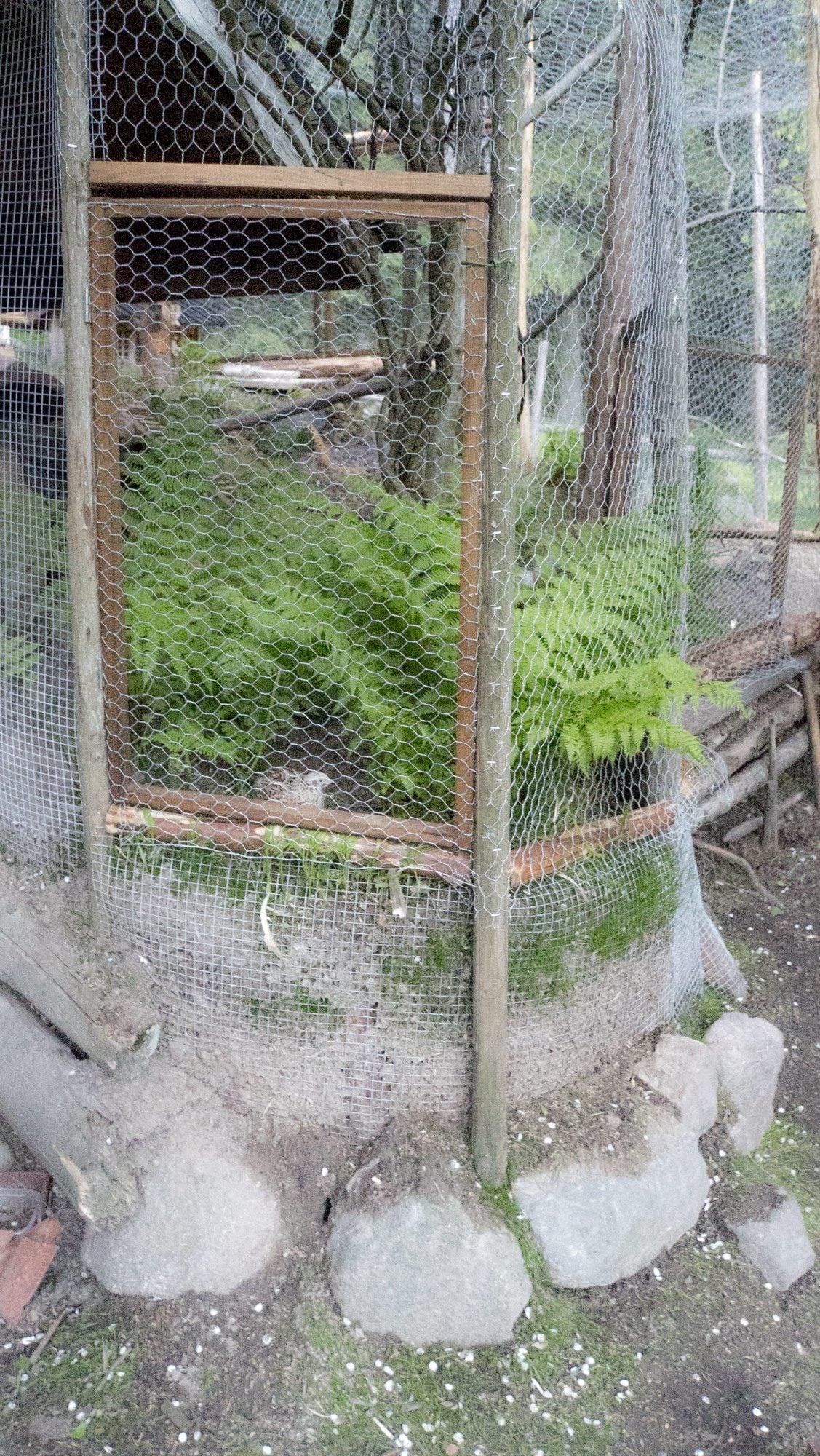 Quail aviary planting