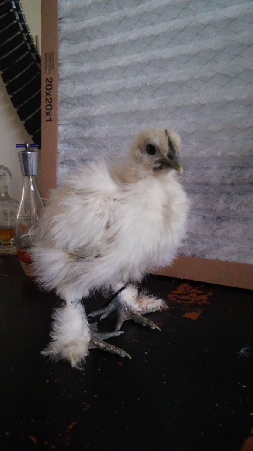 Sexing your Silkies (PICTURES AND TIPS - Updated July-5-12 ...