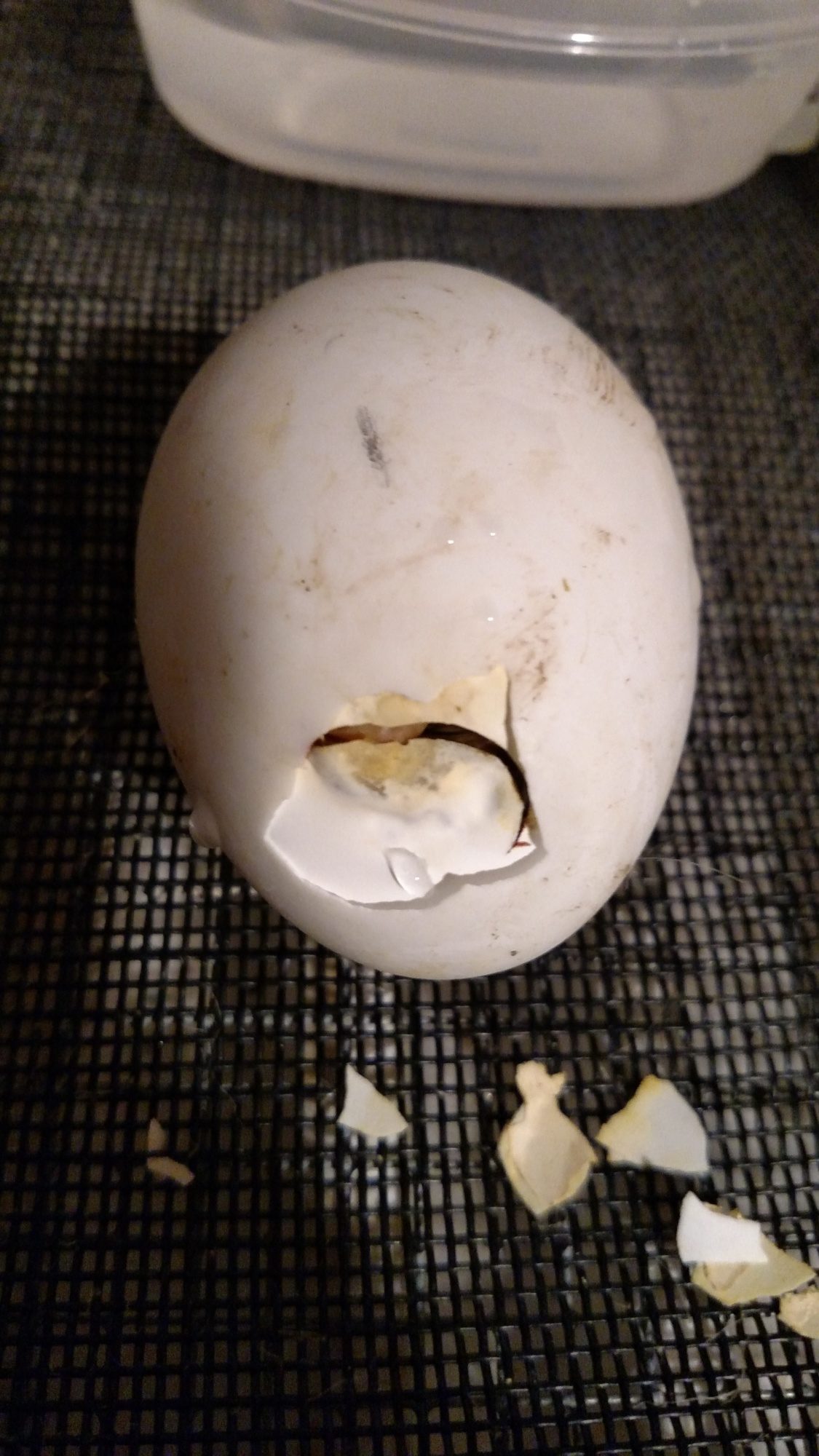 Hatching duck eggs advice!!