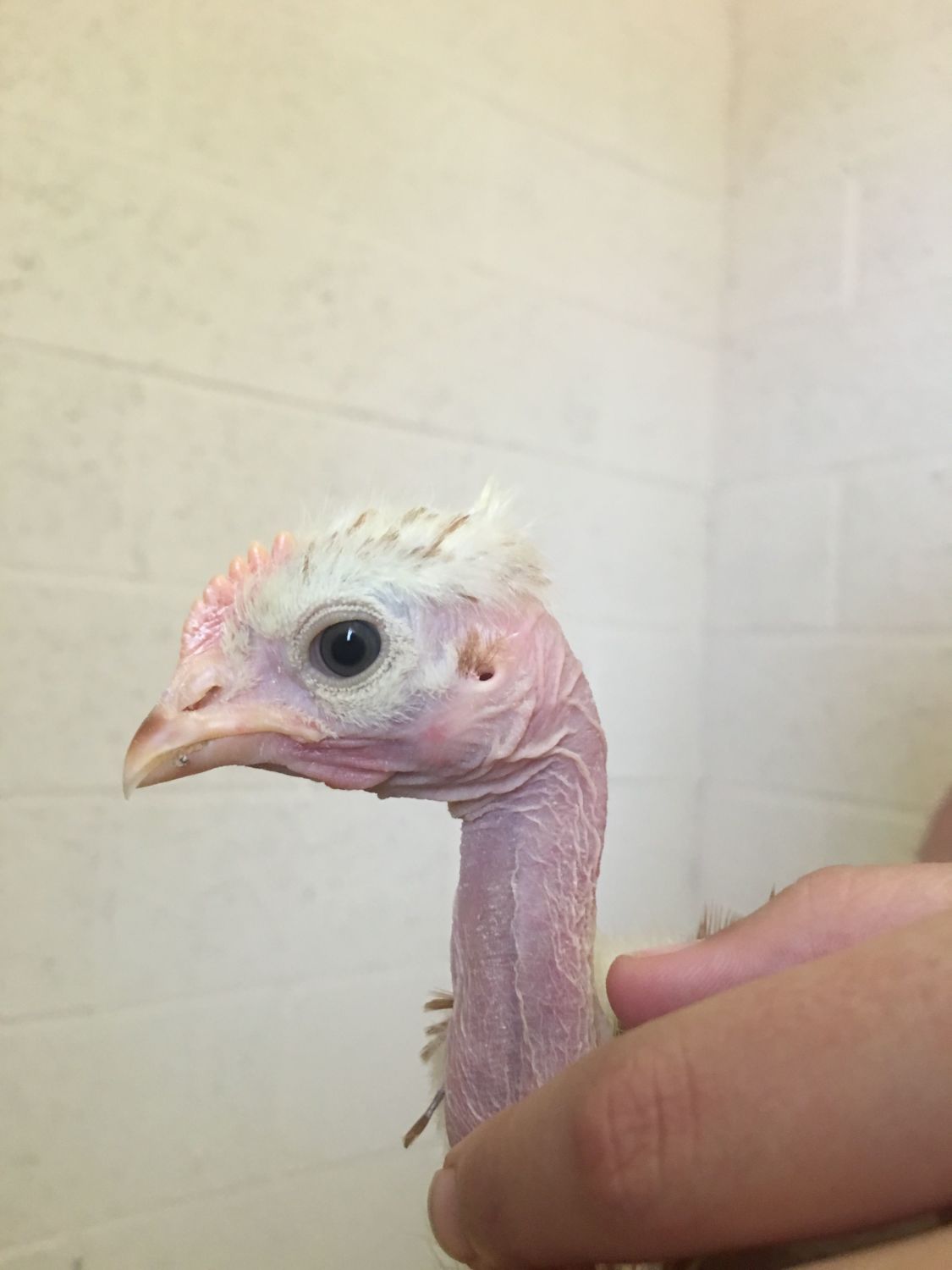 Two Austrlorps Two Naked Necks Backyard Chickens Learn How To Raise Chickens