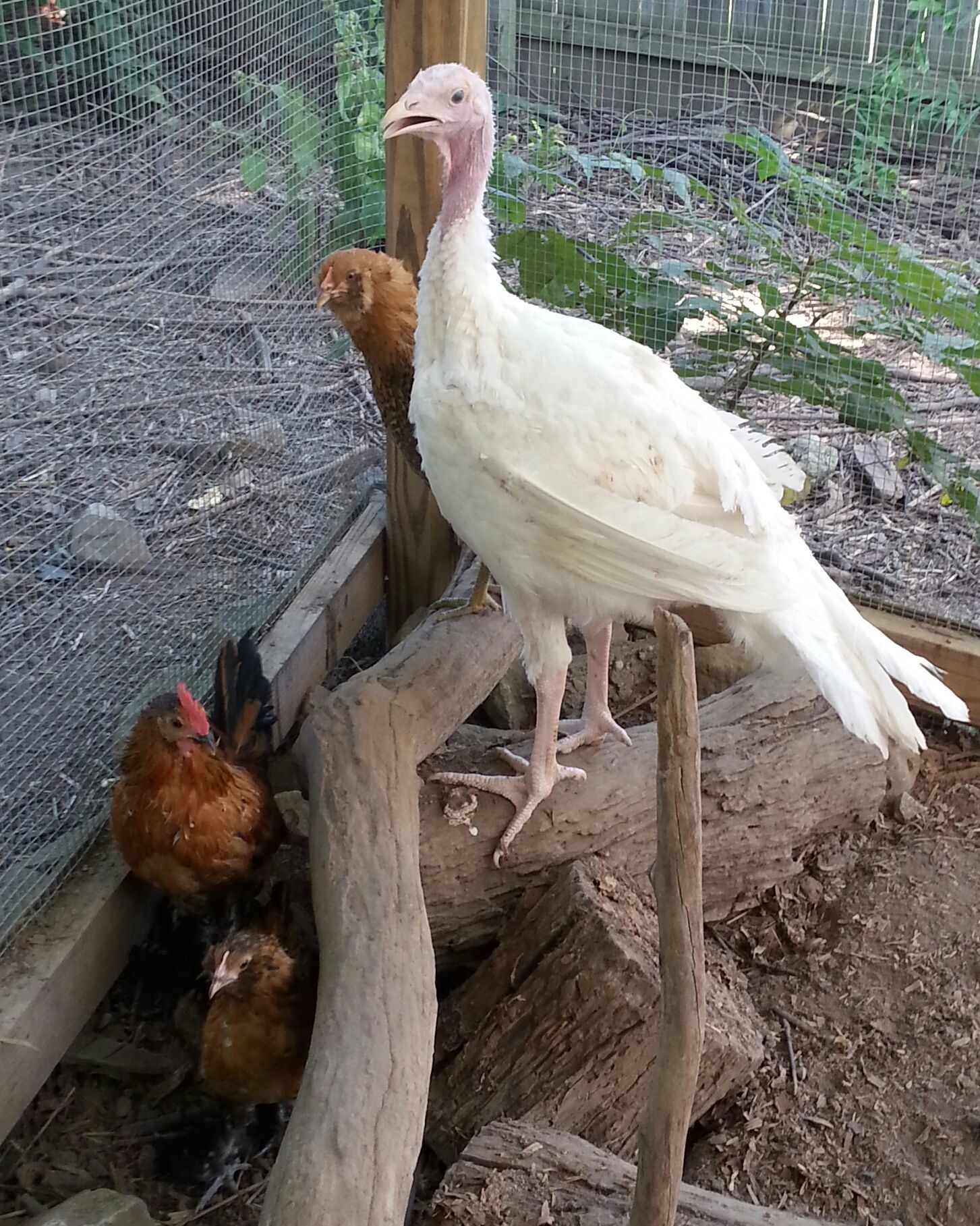 Sexing our sweet 3 month old baby white turkey