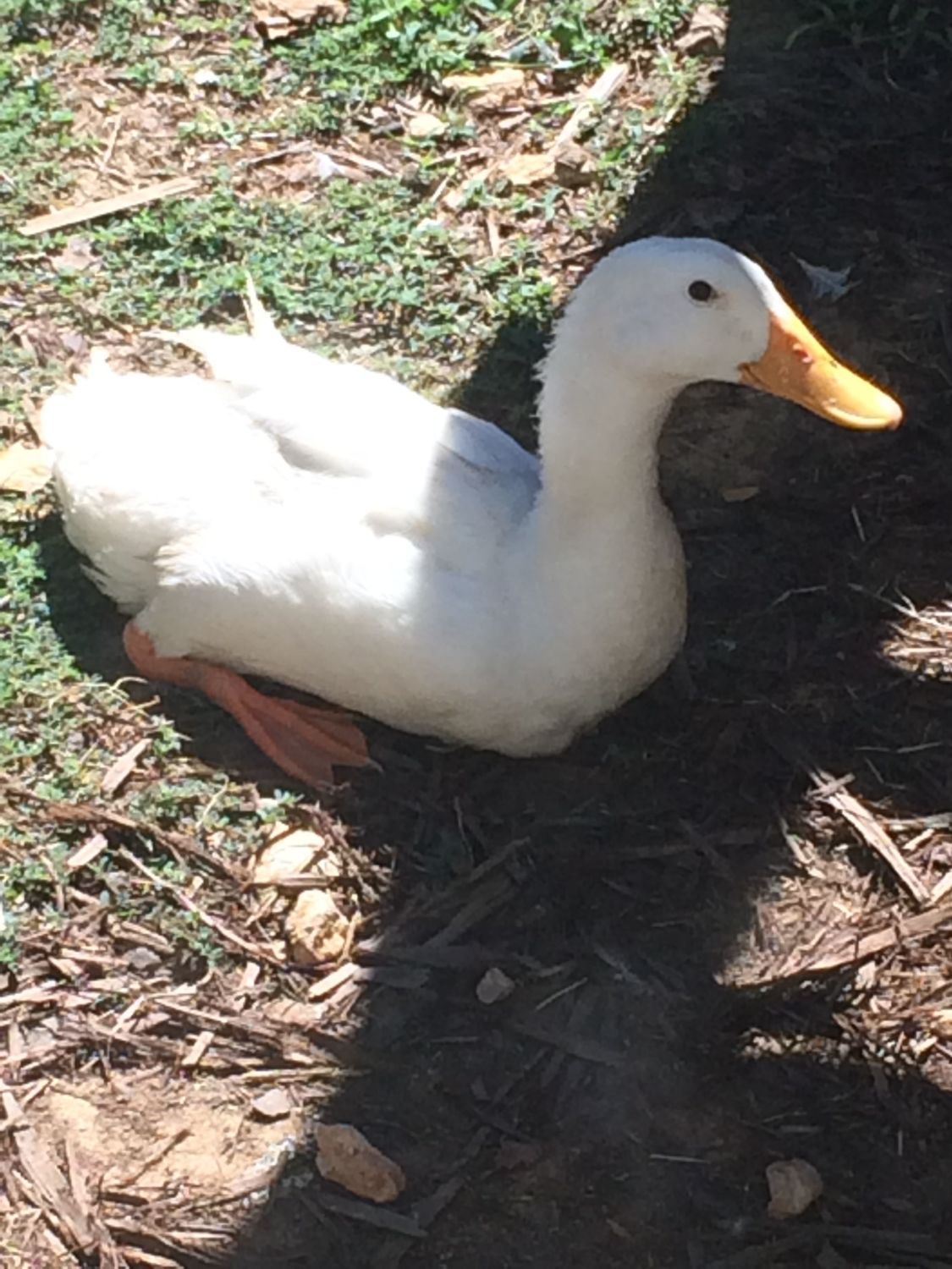 Physical therapy for ducks?