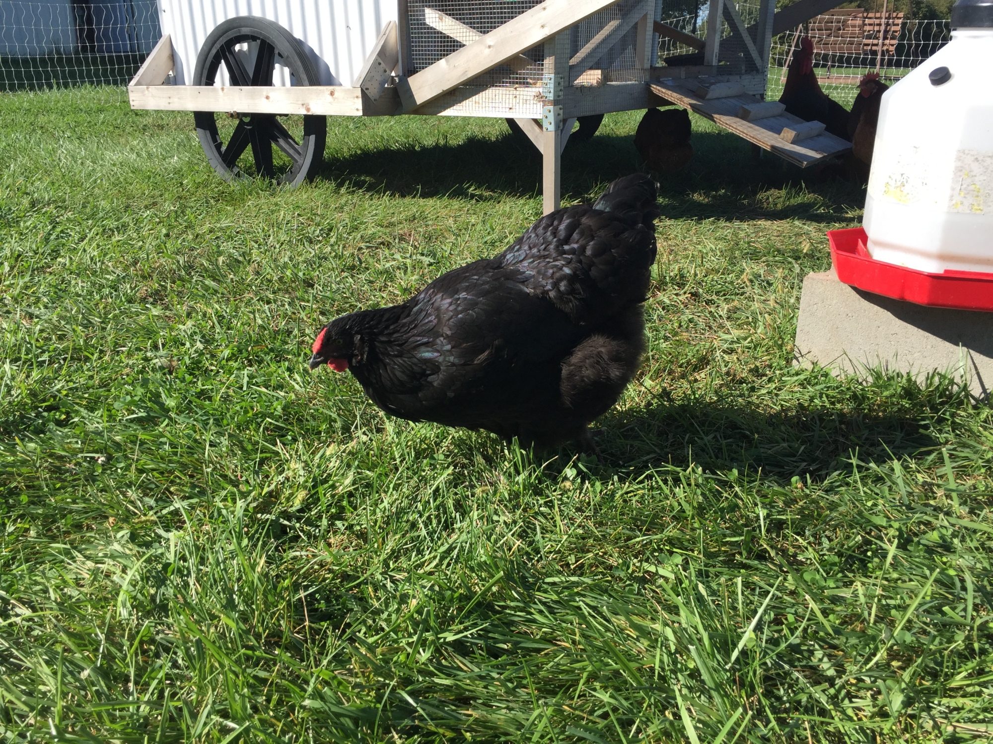 The broilers were in Salatin style pens and moved daily.