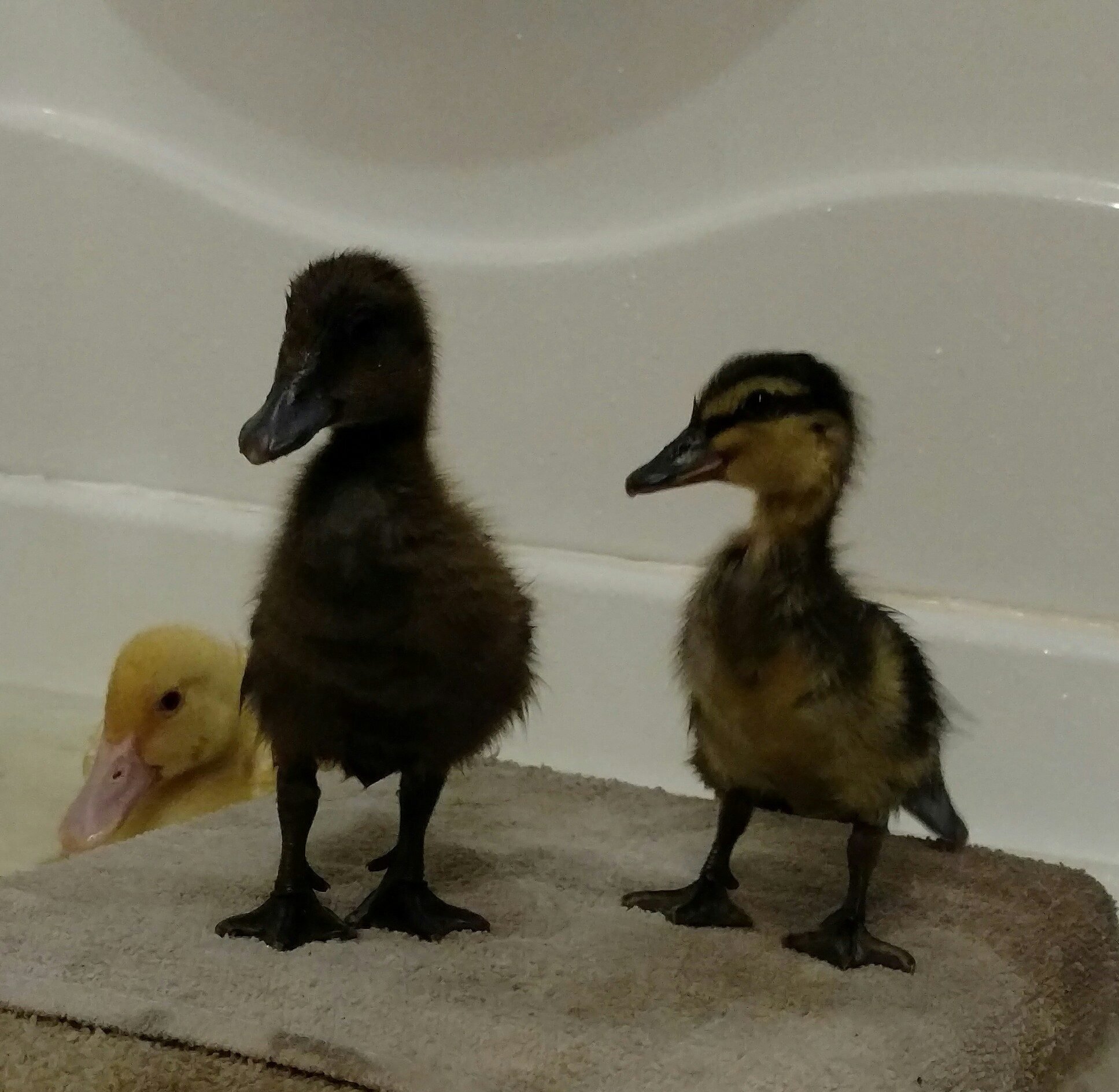 Duckling breed identification (photos)