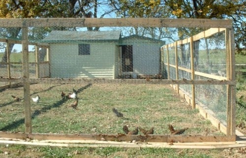 Judy's Free Pallet Chicken Coop - BackYard Chickens Community