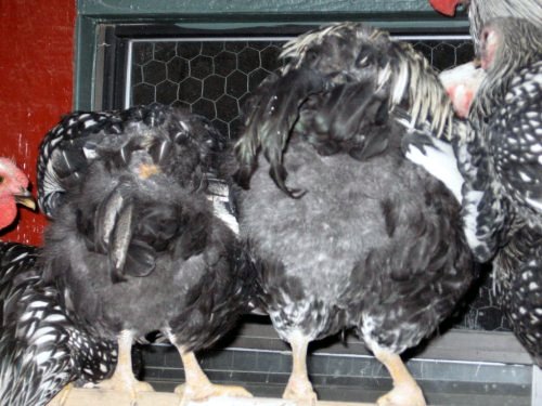  friend planted drought unique chicken coops free printable chicken co