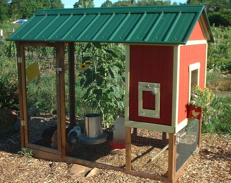 Chicken Coop Garden