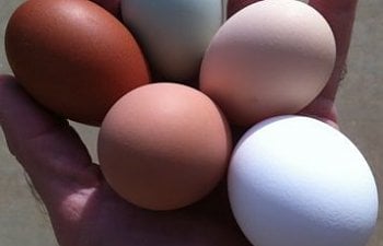 Egg Production and How to Get the Most from your Laying Hens
