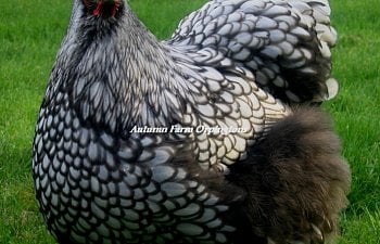 Pure English Silver Laced Orpington hens!