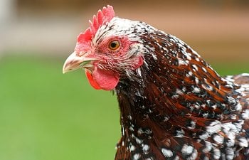 What a Chicken's Comb Can Indicate
