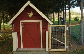 Country Chickens Coop