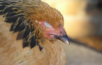 Possible clinical signs for common nonrespiratory viral diseases of poultry.