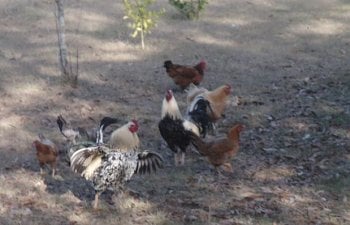 A Guide To Understanding The Chicken Pecking Order