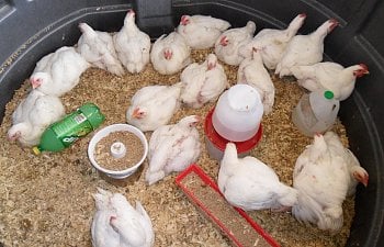 How to raise chickens for meat - Tips and pictures