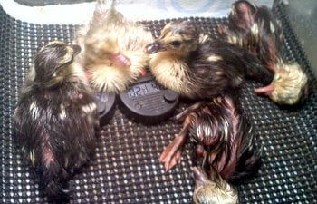 Incubating And Hatching Muscovy Eggs
