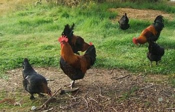 The Black Copper Marans Chicken Breed Information Pictures