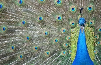How to Raise Peafowl: Information on the Basics