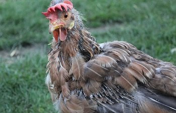 What Happens When Chickens Molt?
