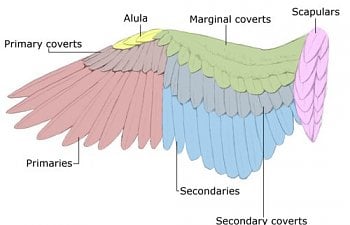 My Feather Anatomy Guide