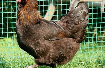Olive Eggers Cross Breed Of Copper Black Marans Rooster And Ee Hen