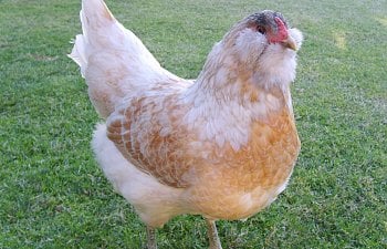 Easter Egger, Ameraucana and Araucana: What's The Difference? ChicknsRock's Guide To Telling Them Ap