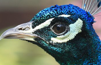 Peafowl 101: Basic Care, Genetics, and Answers