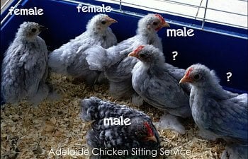 lavender-pekin-chicks-males-and-females-1a.jpg