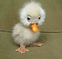 baby duck.jpg