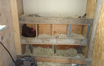 How to get a chicken to lay in the nestbox.