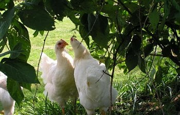 Greenpeepss Chicken Coop