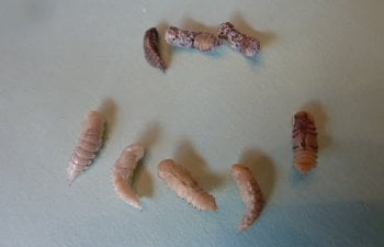 Mealworm Farm Experiences