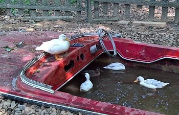 Do ducks like boats?
