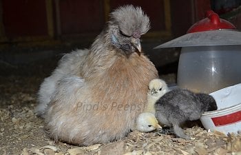 Kick the Heat Lamp: Better, Safer, and Healthier Options to Heat Your Brooder!