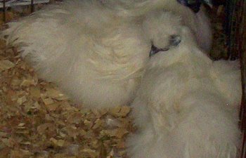 Silkie White Blue Black Buff And Many Other Types Of Coulors