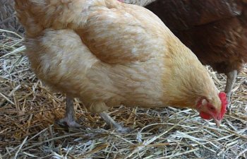 Winter proofing your coop-why and how