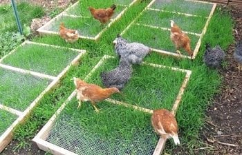 Decorating your coop? Some ideas and tips