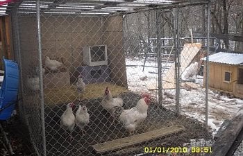 The Chicken Coops