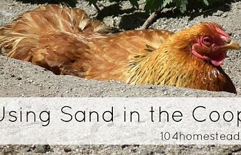 Using Sand In the Chicken Coop