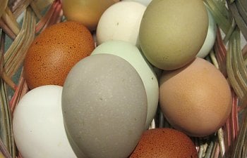 Poultry Genetics (Egg Color, Feathering, Inbreeding, etc)