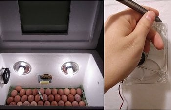 How to Make a Cooler Incubator
