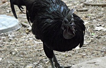 Common Rooster Myths - Clearing Up Rooster Misinformation